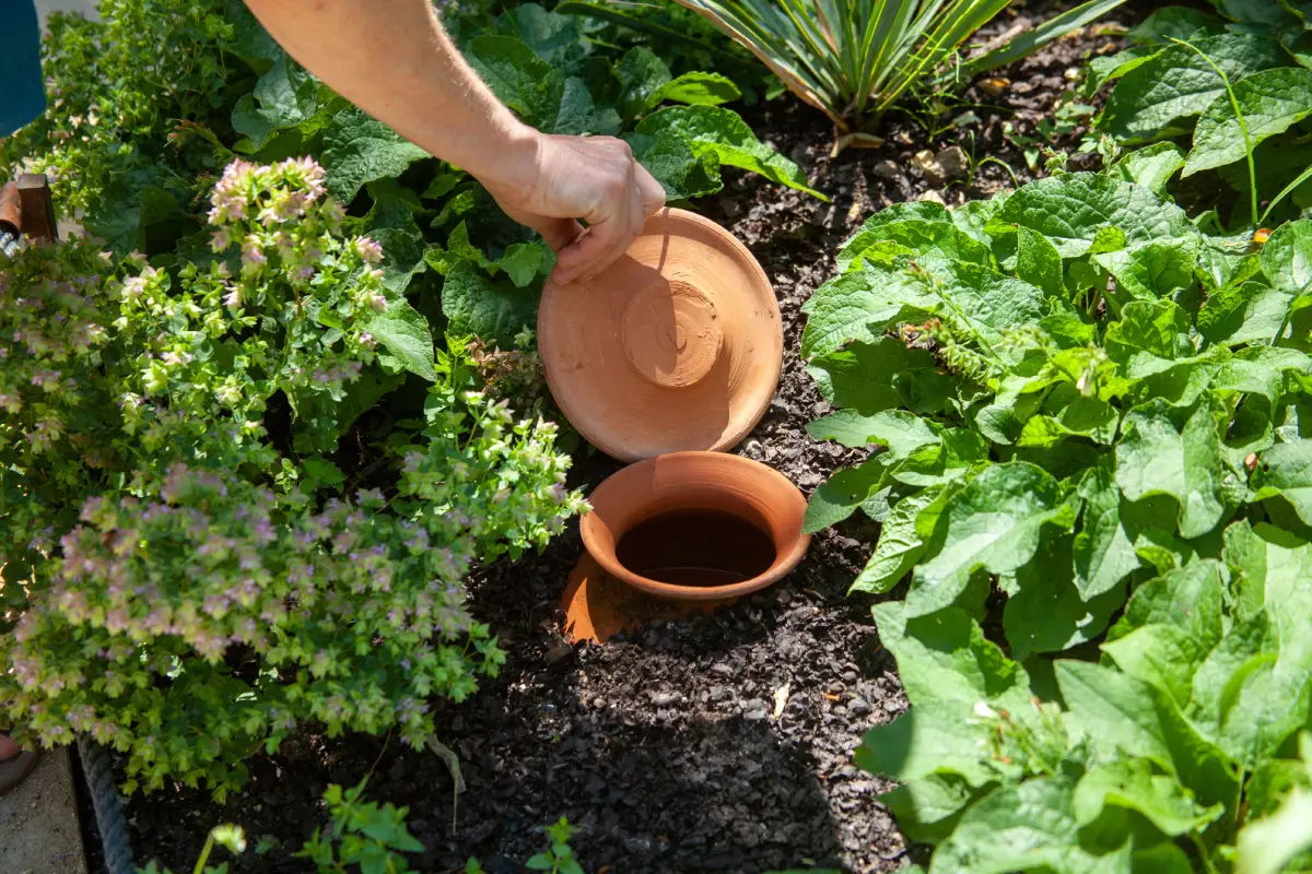 Gärtner kontrolliert Wasserstand in einer Olla im Garten Wasser sparen im Garten Ollas