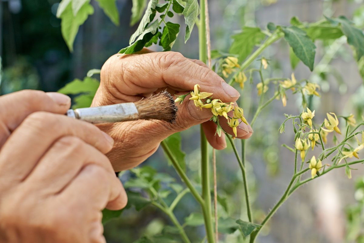 Die manuelle Bestäubung ist ein wichtiger Prozess in der Saatgutvermehrung.