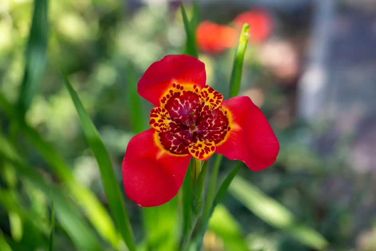 Rote Tigerblume Tigerblume