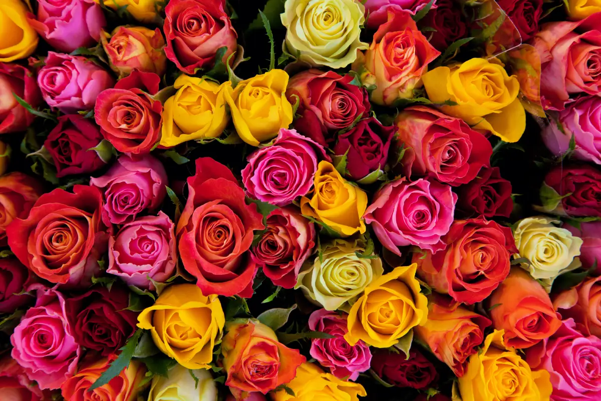 Blumensprache Rosen