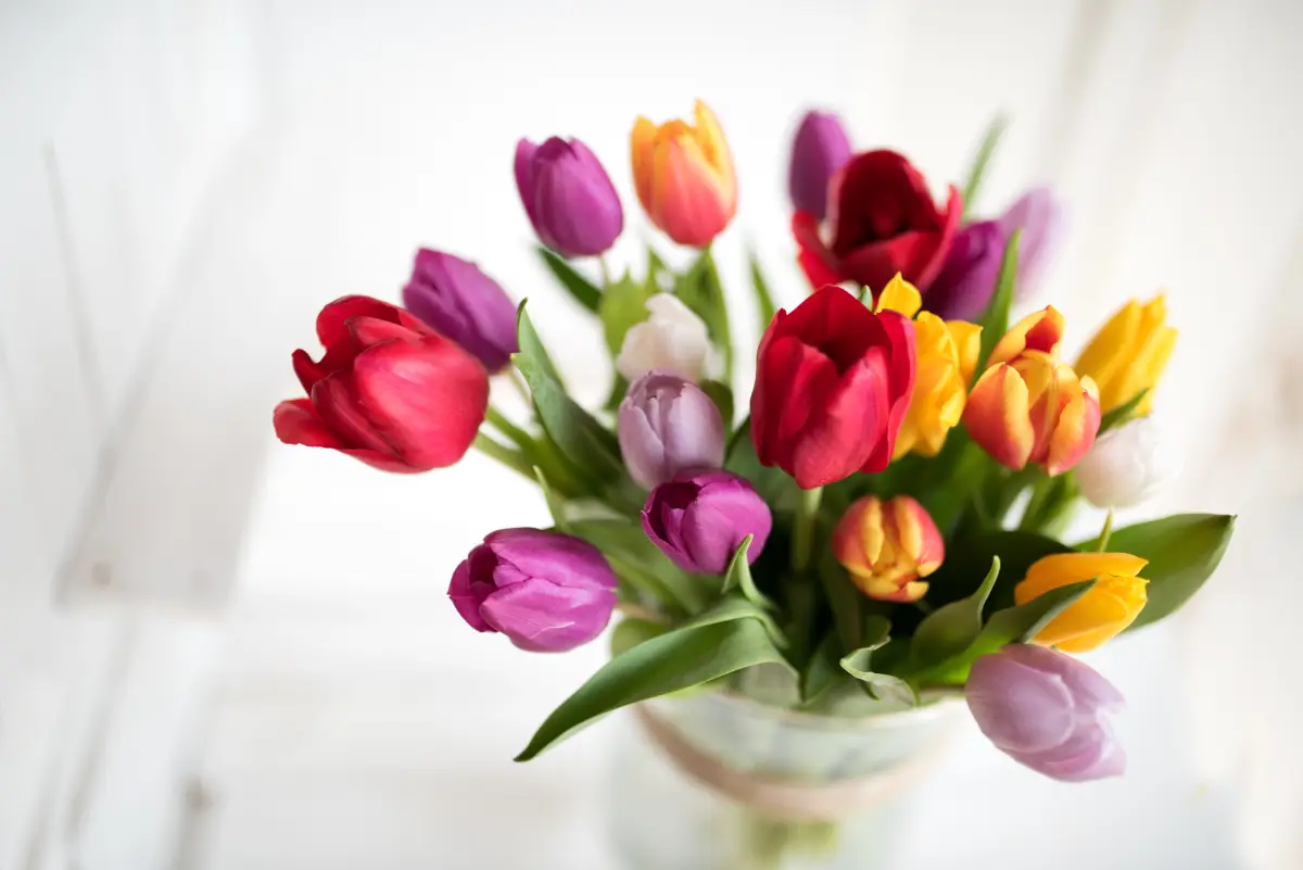 Blumensprache Tulpen