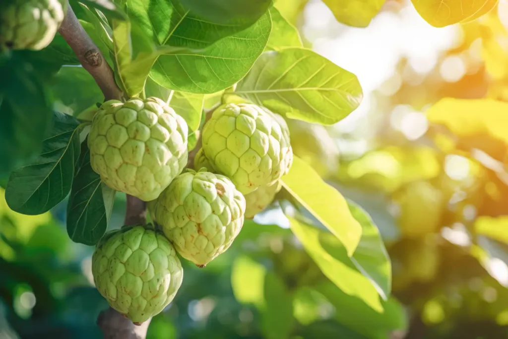 Cherimoya