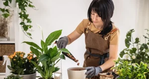 Hydrokultur Zimmerpflanzen: Diese 10 eignen sich am besten