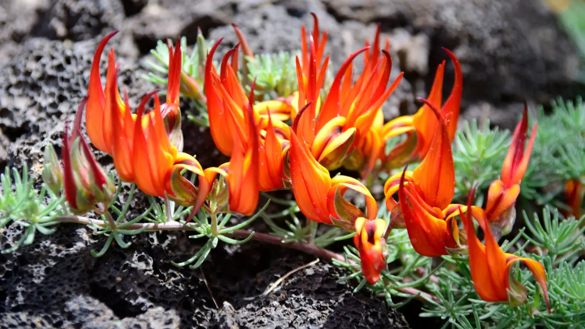 Nahaufnahme der Blüten des Kanarischen Hornklees Kanarischer Hornklee