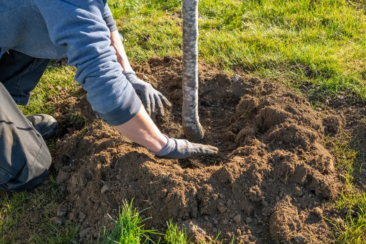 Gärtner bildet einen Gießkranz um einen frisch gepflanzten Baum Kirschbaum umpflanzen