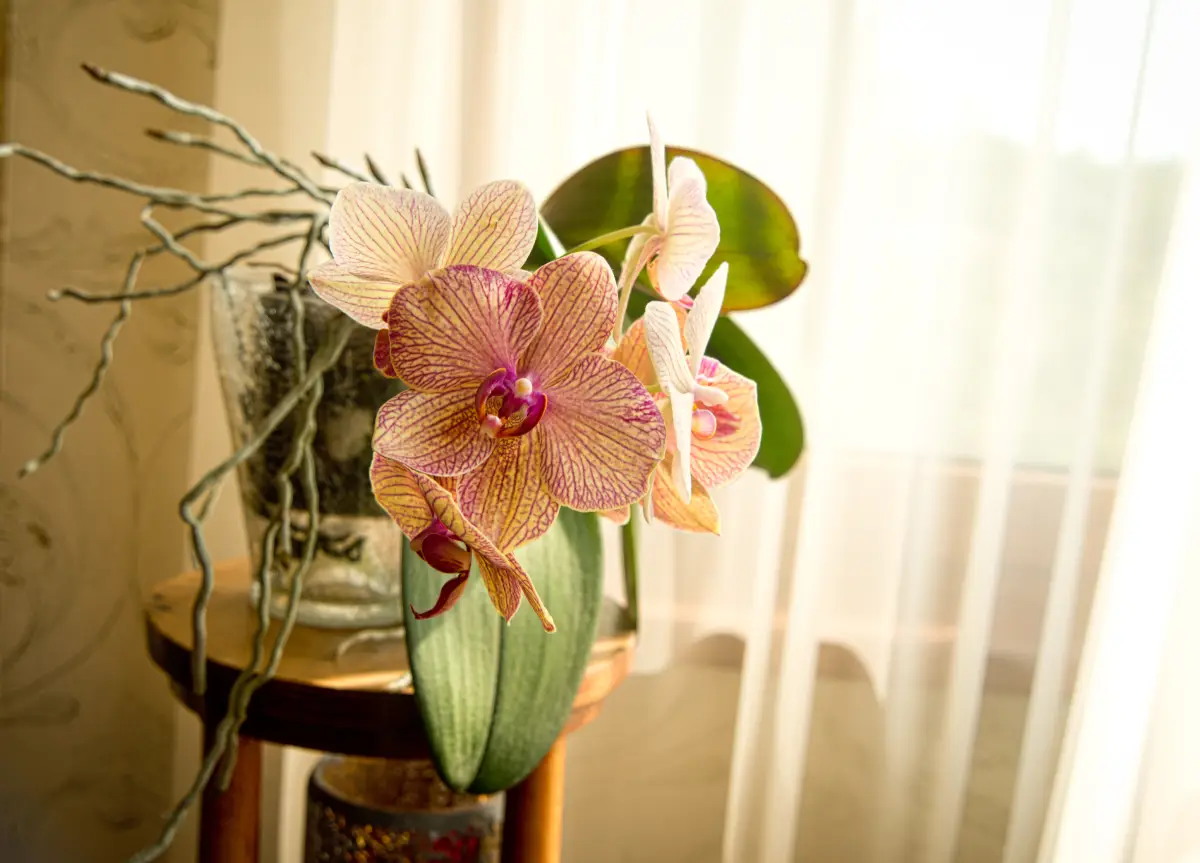 Orchideen im Glas halten - Anleitung & Tipps
