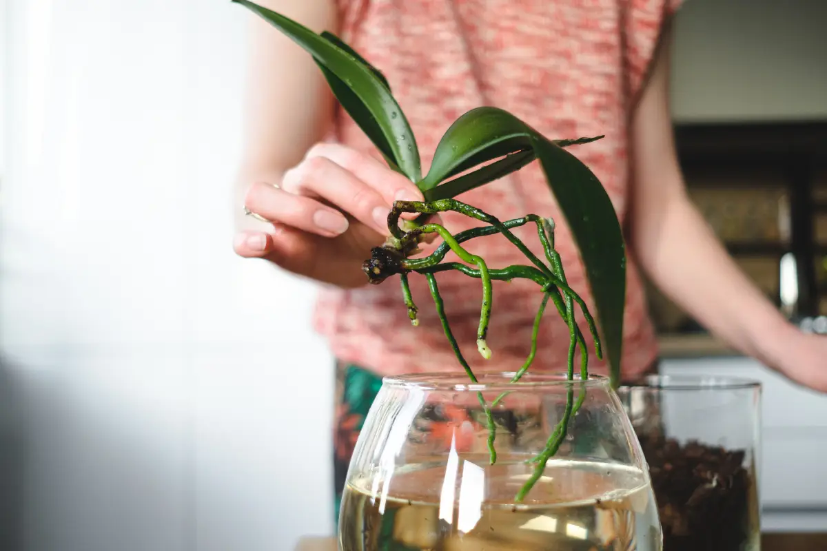 Orchideen im Glas halten