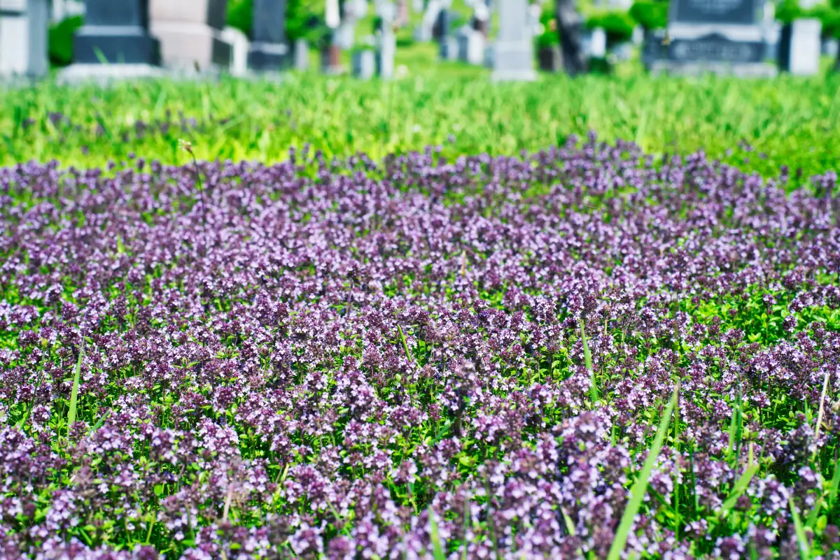 Thymian als Rasenersatz im Garten Thymian als Bodendecker