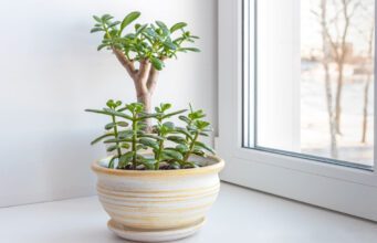 Der Geldbaum lässt sich unkompliziert über Stecklinge vermehren.