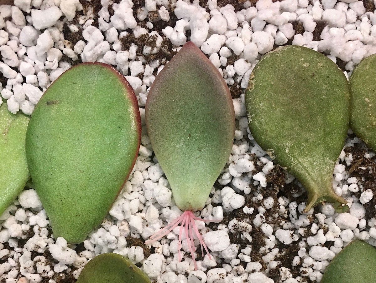 Sind die Stecklinge bewurzelt, können sie eingepflanzt werden. 