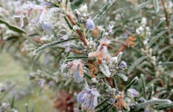 Nur wenige Rosmarin-Sorten sind winterfest. Viele brauchen einen Winterschutz.