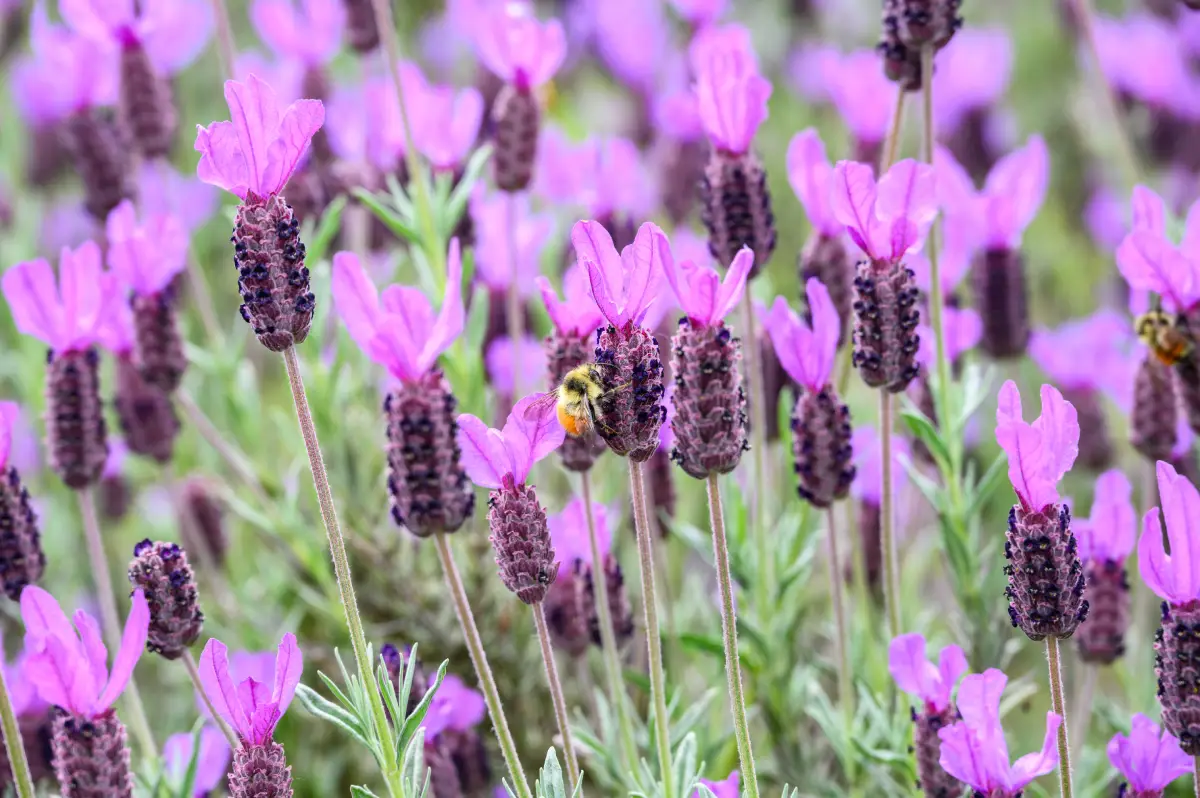 Bienen bestäuben violette Lavendelblüten in einem Frühlingsgarten Schopflavendel