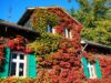 Wilder Wein in schöner Herbstfärbung umrankt spielerisch die Haussfassade.