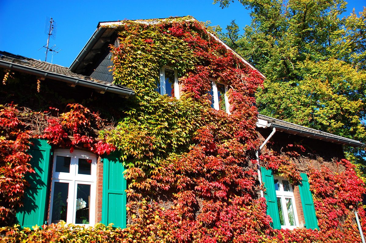 Wilder Wein in schöner Herbstfärbung umrankt spielerisch die Haussfassade.