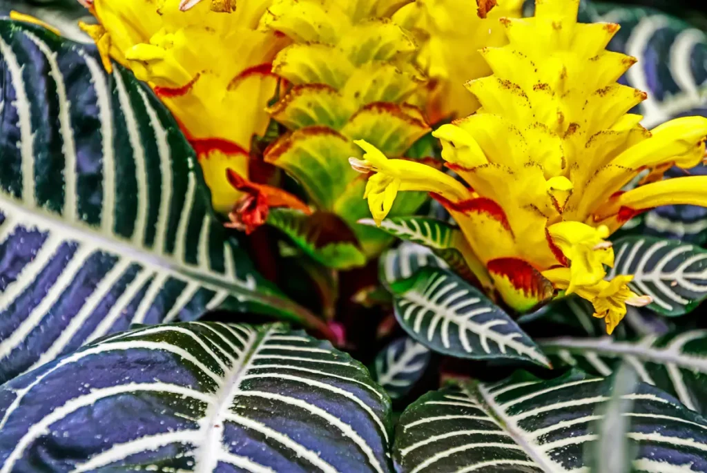 Nahaufnahme der Blüte eines Glanzkölbchens Glanzkölbchen Aphelandra squarrosa