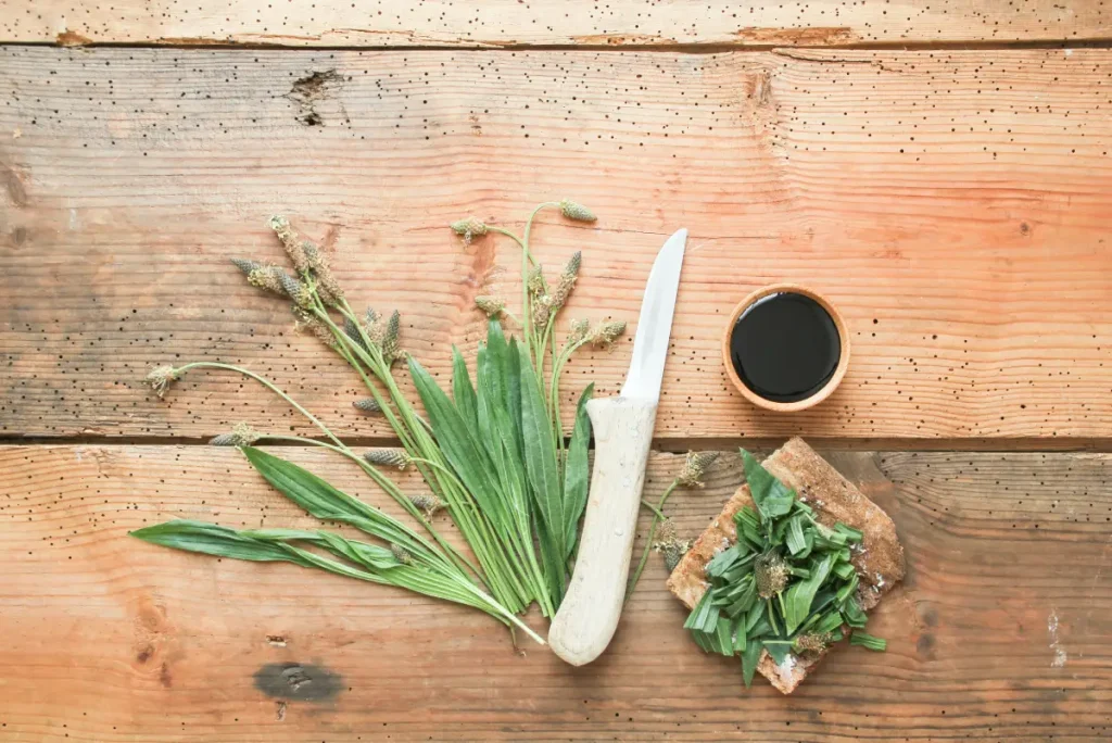 Spitzwegerich trocknen