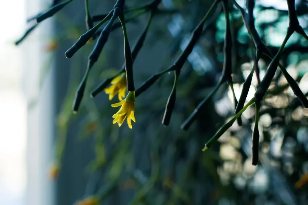 Gelbe Blüte am Keulen-Binsenkaktus Keulen-Binsenkaktus