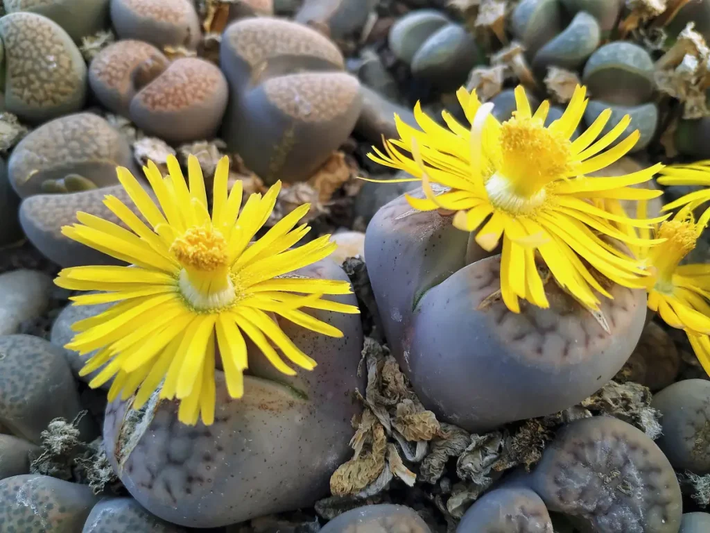 Gelb blühende Lebende Steine Lebende Steine Lithops