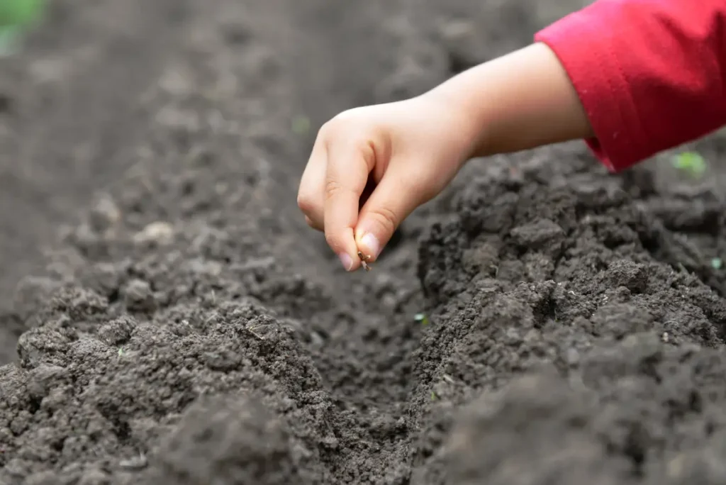 Hand säet Spitzwegerich-Samen Spitzwegerich Anbau