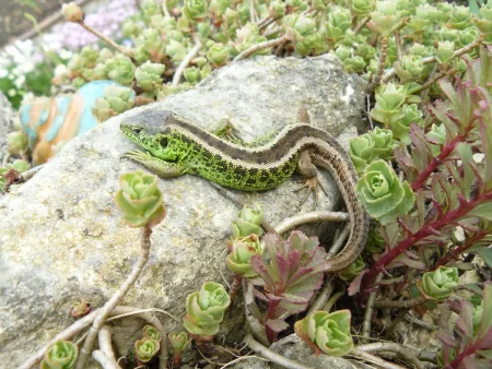 Eidechsen im Garten ansiedeln