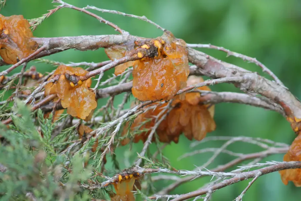 Gymnosporangium sabinae am Wachholder