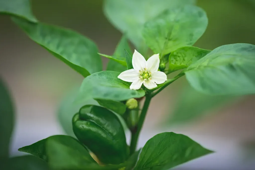 Königsblüte der Paprika