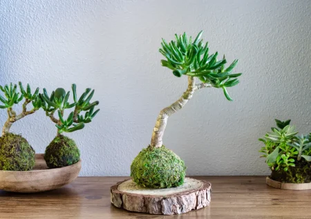 Kokedama: Anleitung & Tipps für den Deko-Trend aus Japan