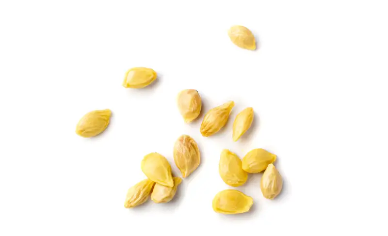 Mandarinenkerne auf einem weißen Untergrund.