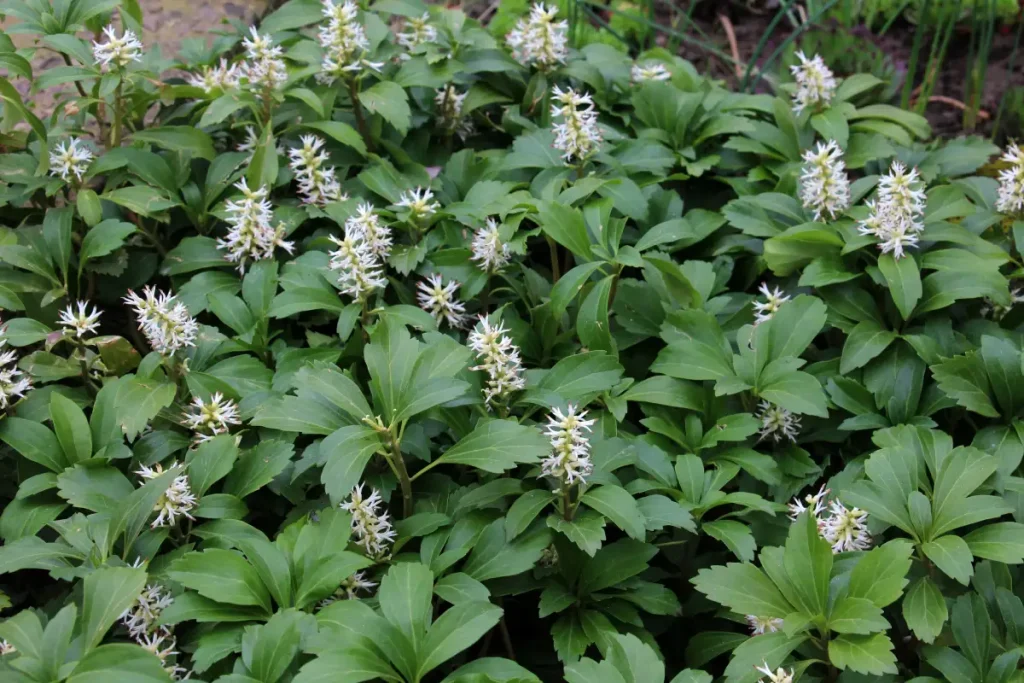 Pachysandra terminalis (Dickmännchen)