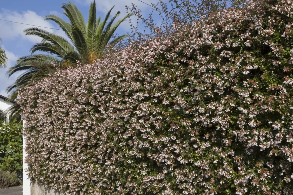 Großblütige Abelie als Hecke Großblütige Abelie pflanzen, pflegen und überwintern