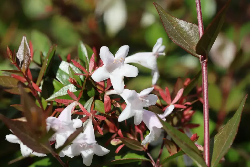 Nahaufnahme der Blüten einer Großblütigen Abelie Großblütige Abelie pflanzen, pflegen und überwintern
