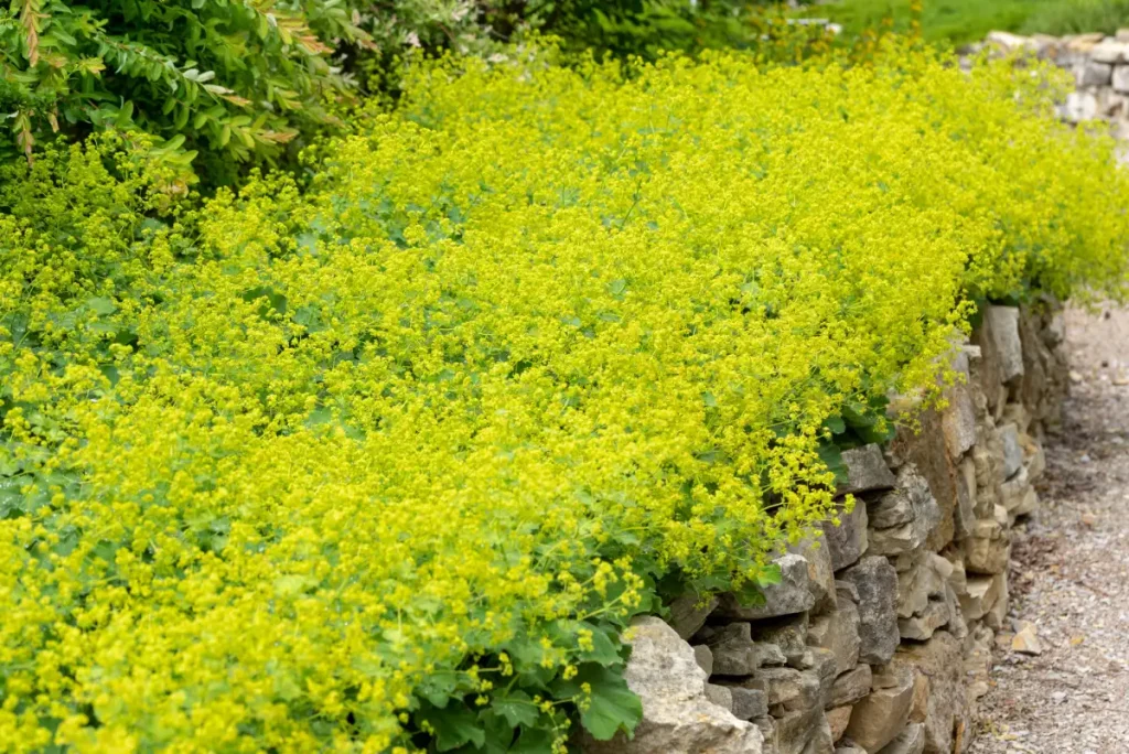 Alchemilla mollis