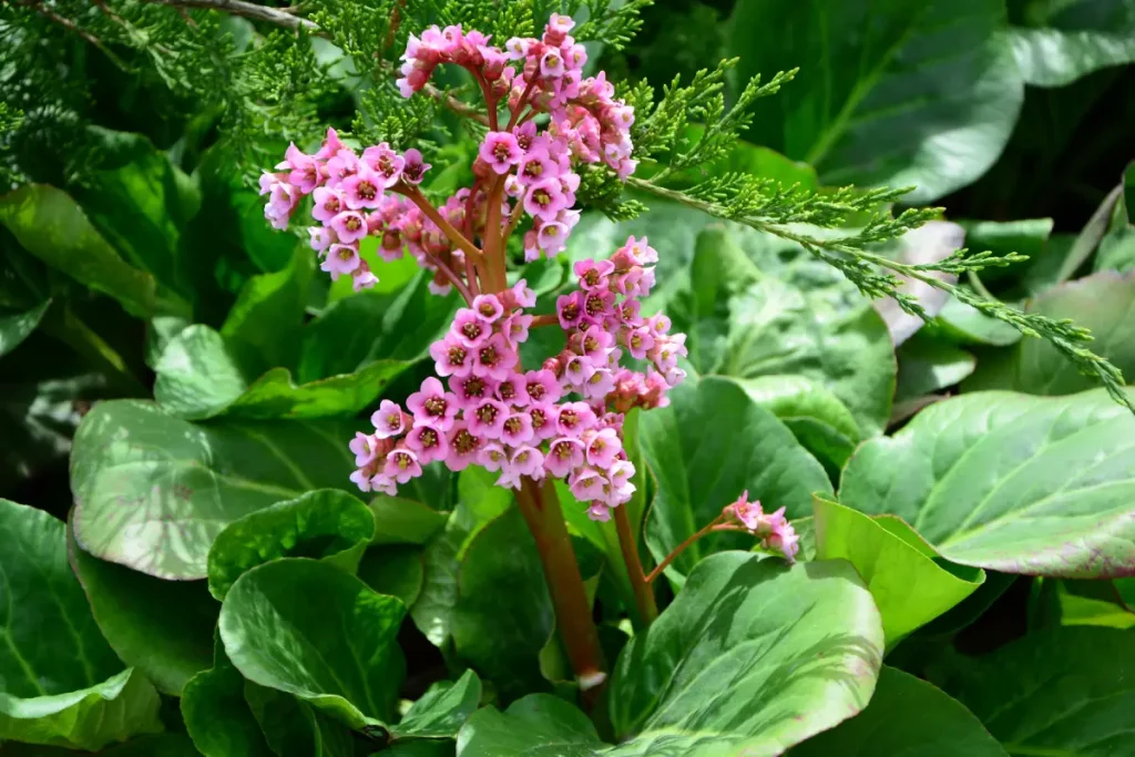 Altai-Bergenie Blüte