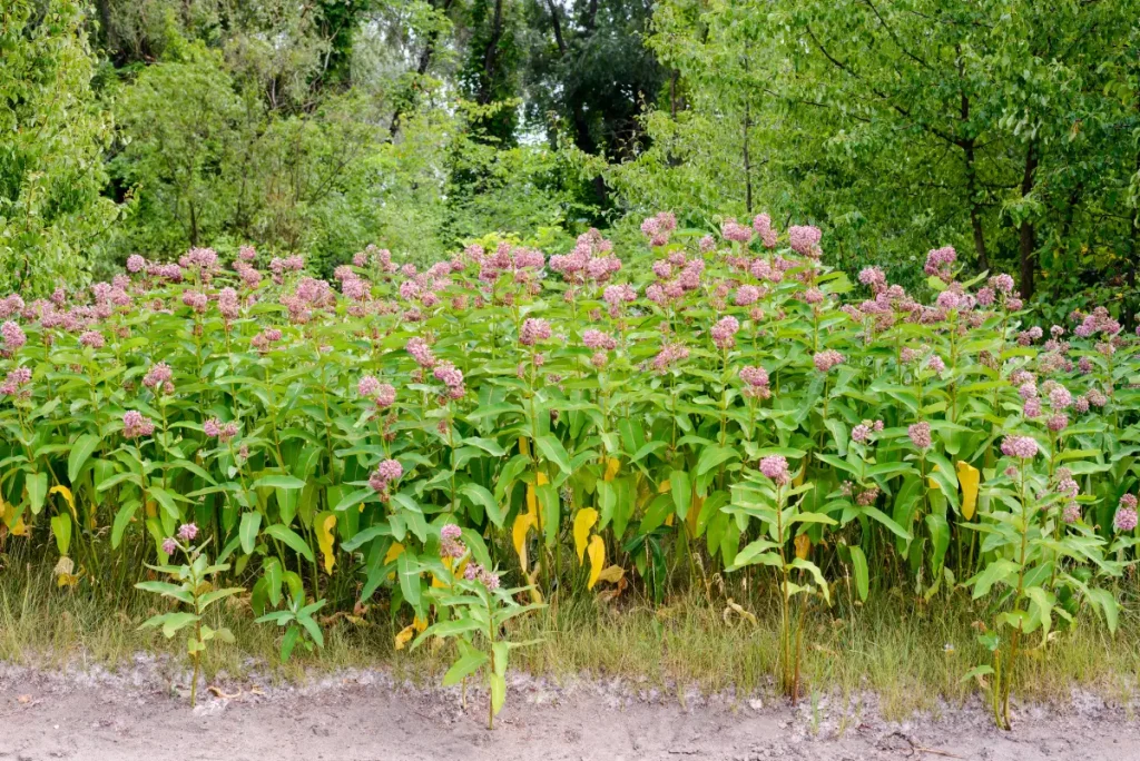 Asclepias syriaca