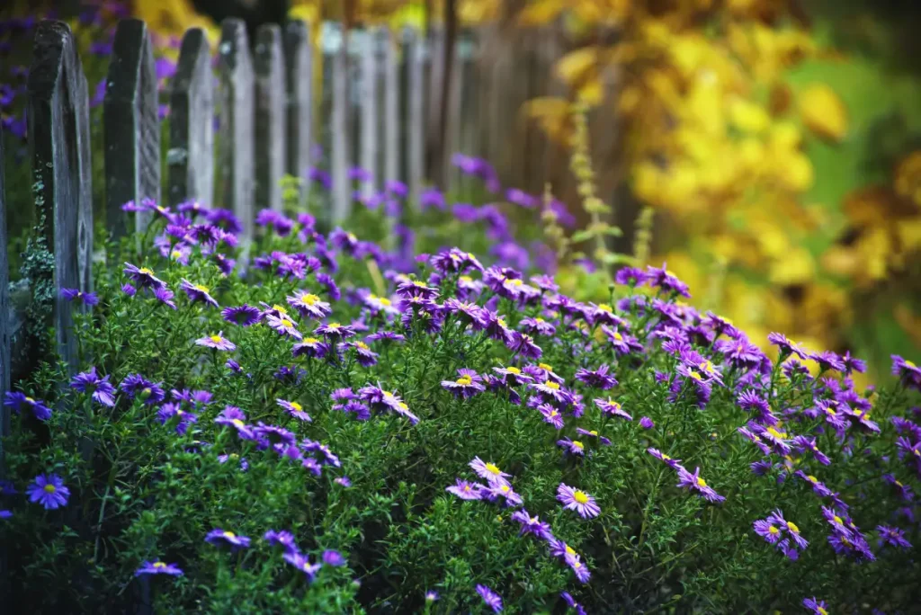 Aster (Herbstaster)