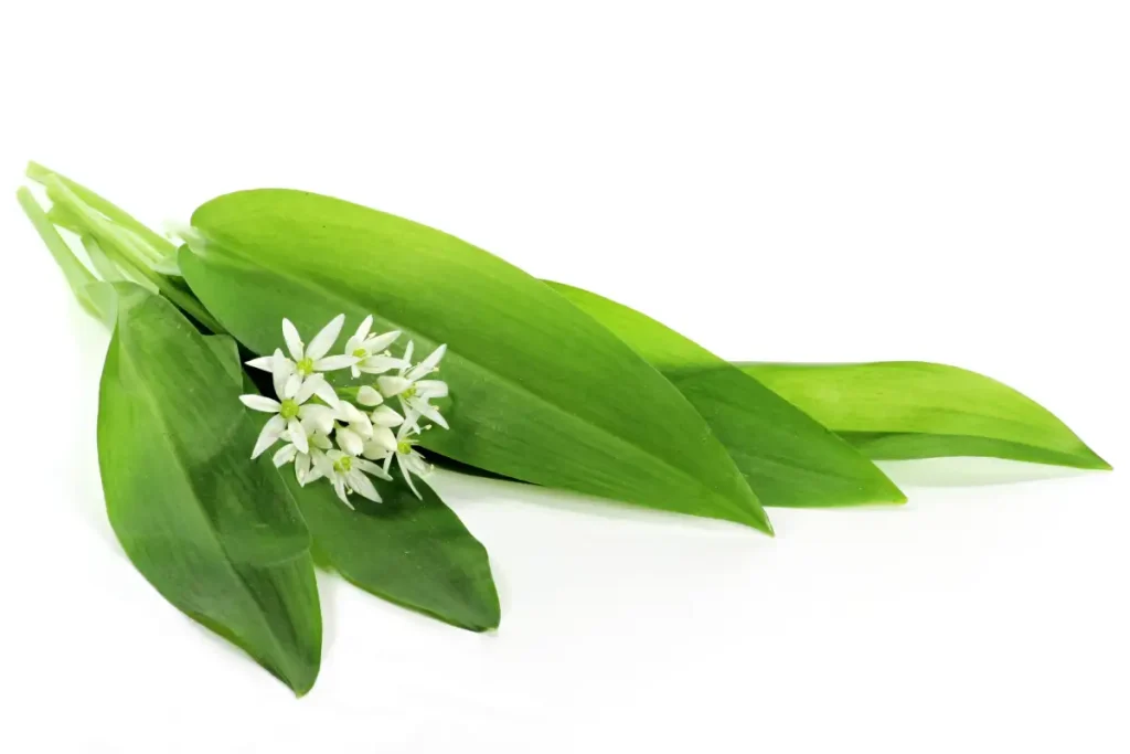 Bärlauch Blätter und Blüten