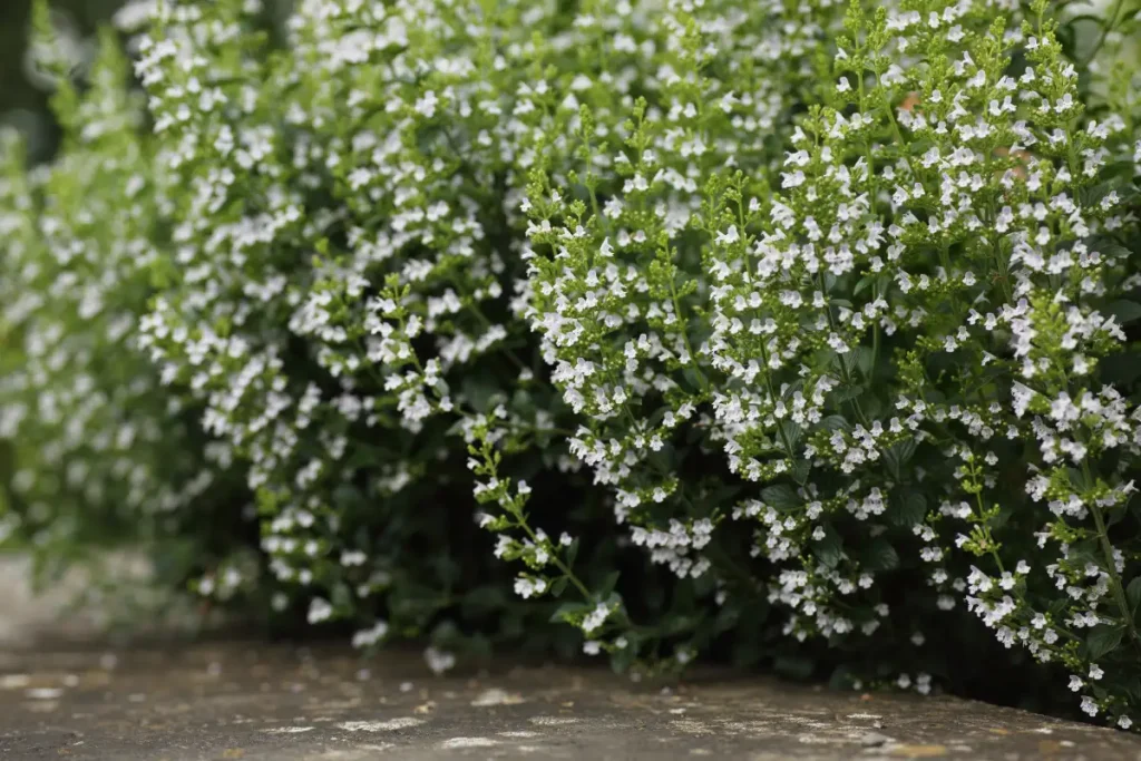 Calamintha Nepeta (Bergminze)