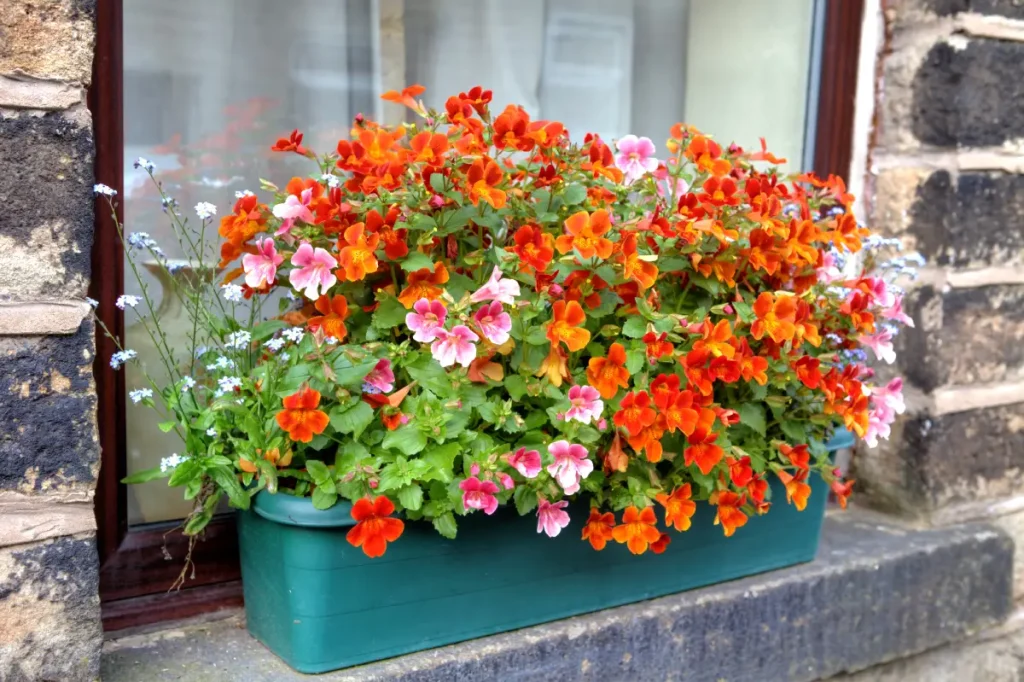 Elfenspiegel in einem Blumenkasten auf dem Fensterbrett Elfenspiegel