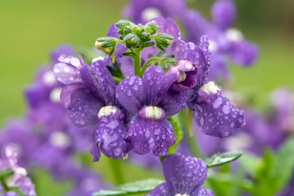 Wassertropfen auf den Blütes des Elfenspiegels Elfenspiegel