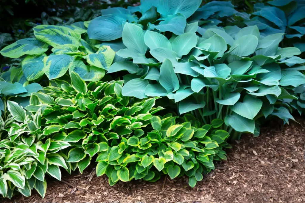 Funkie Hosta