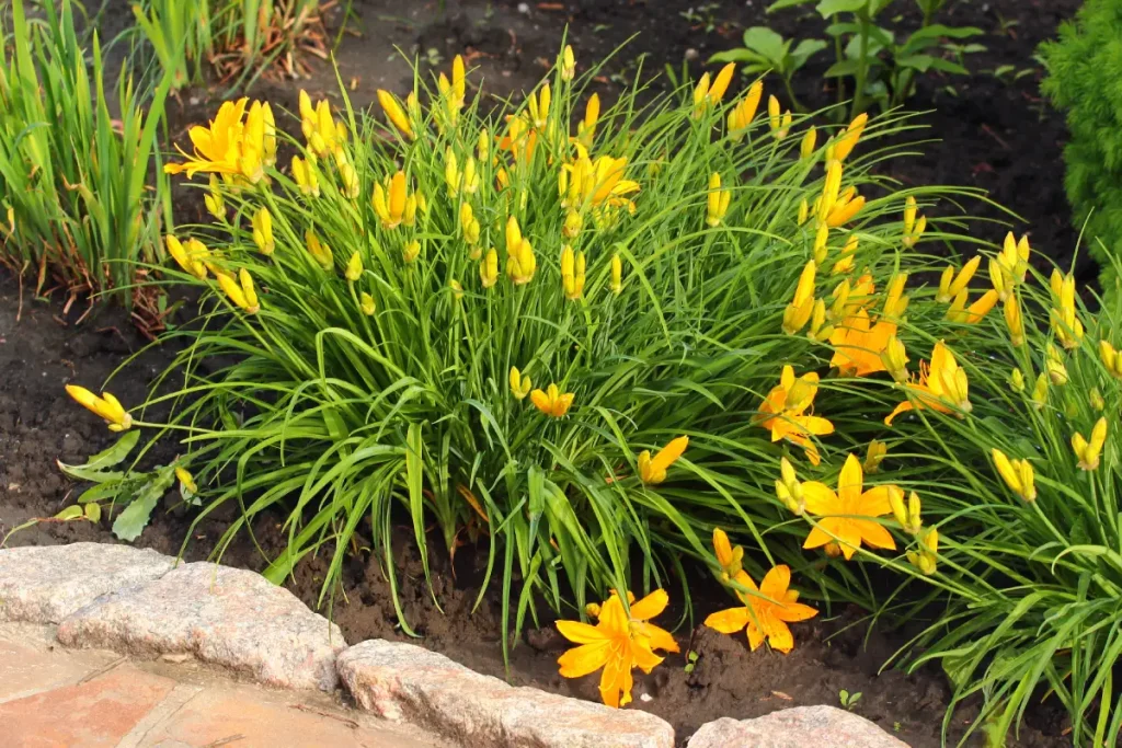 Hemerocallis (Taglilie) gelb