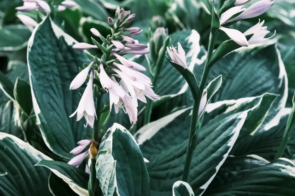 Hosta Blüte