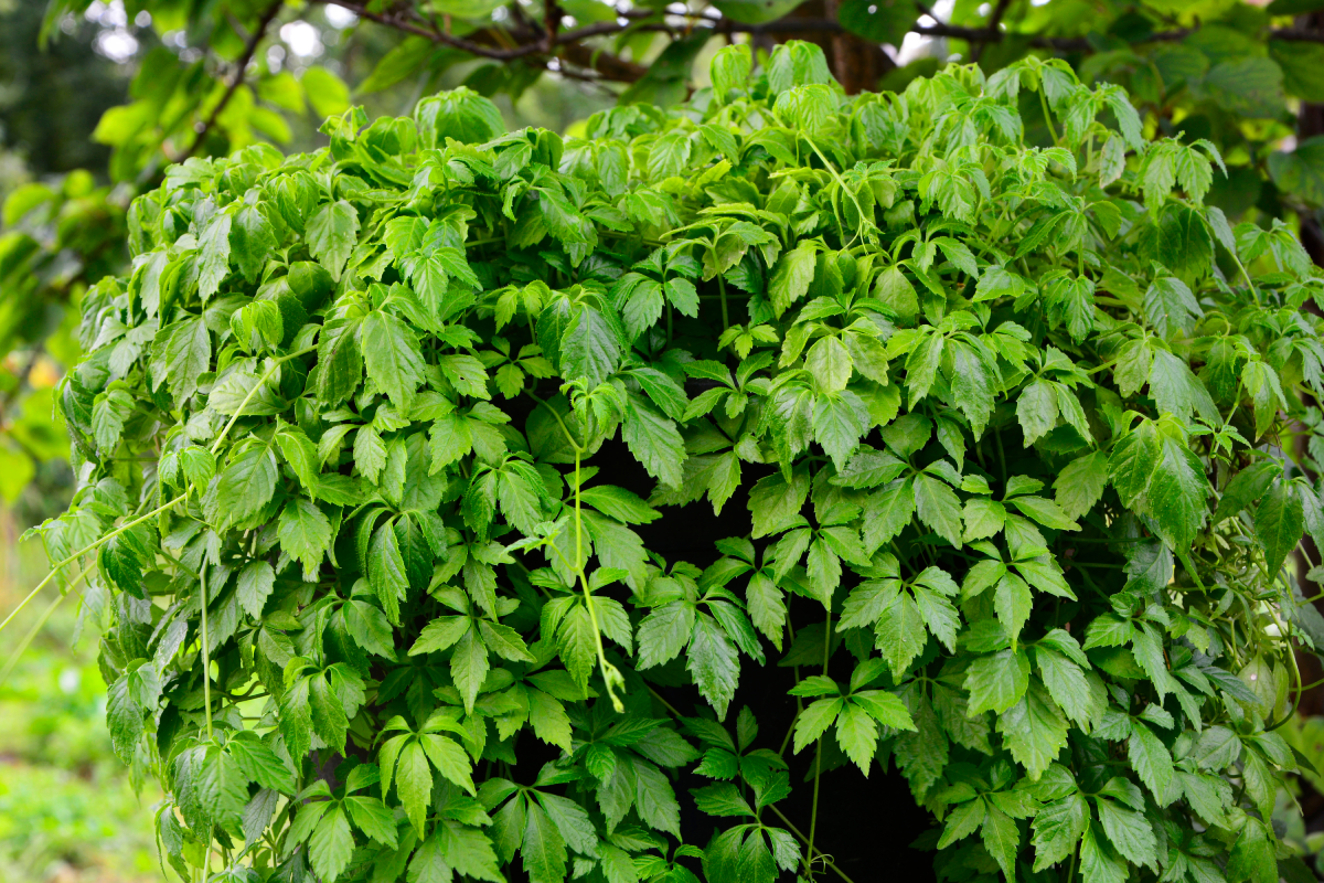 wann sollte man himbeeren düngen Purgrün Bio-Himbeerdünger 1 kg main image 1
