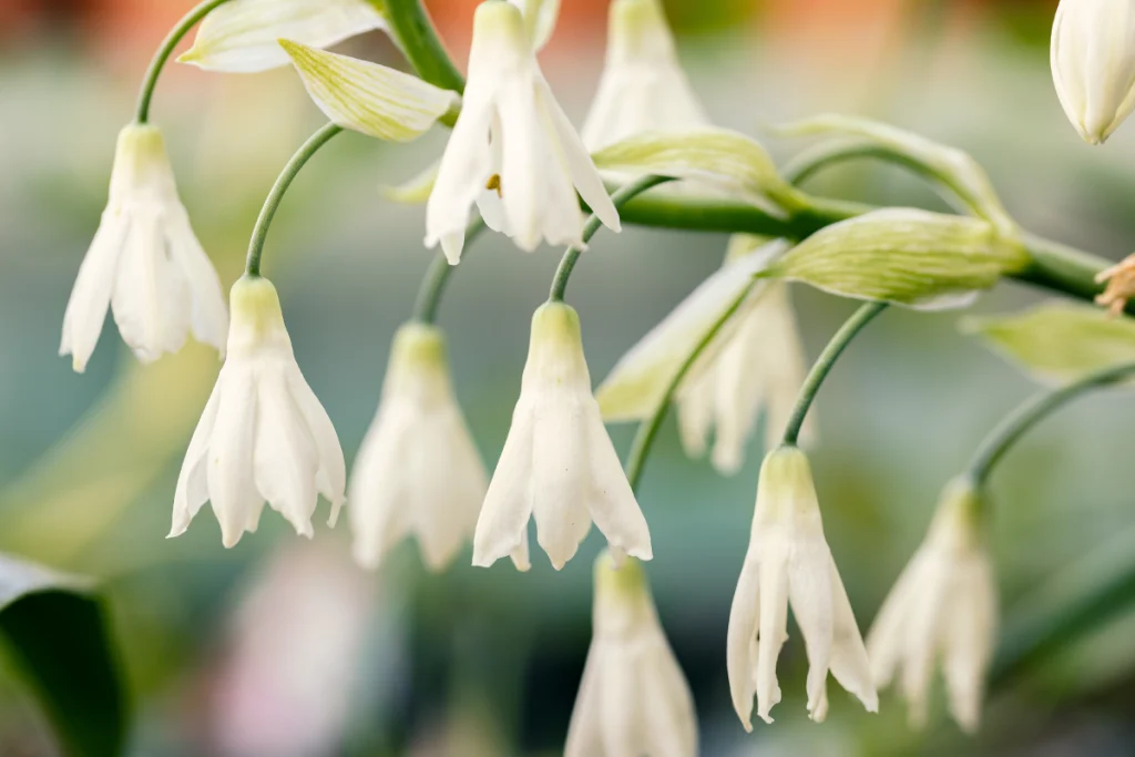 Nahaufnahme der Blüten einer Sommerhyazinthe Sommerhyazinthe pflanzen, pflegen und überwintern