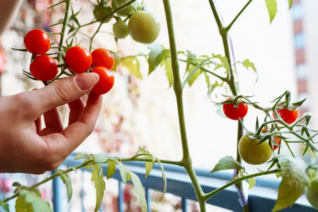 Kirschtomaten auf dem Balkon