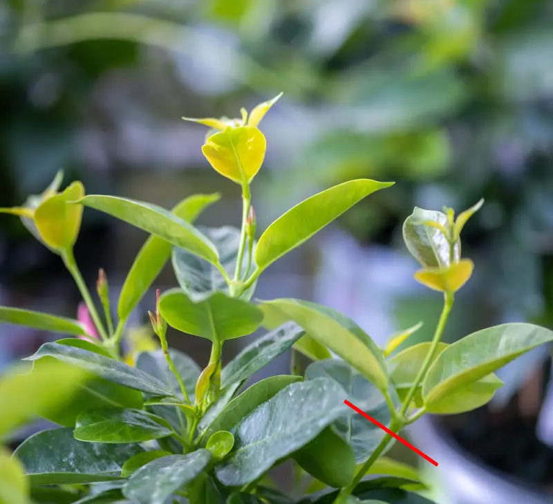 Dipladenia Steckling schneiden