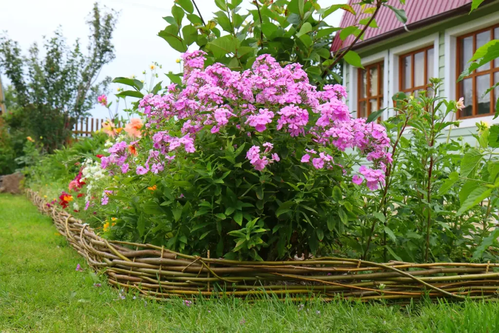 Phlox paniculata