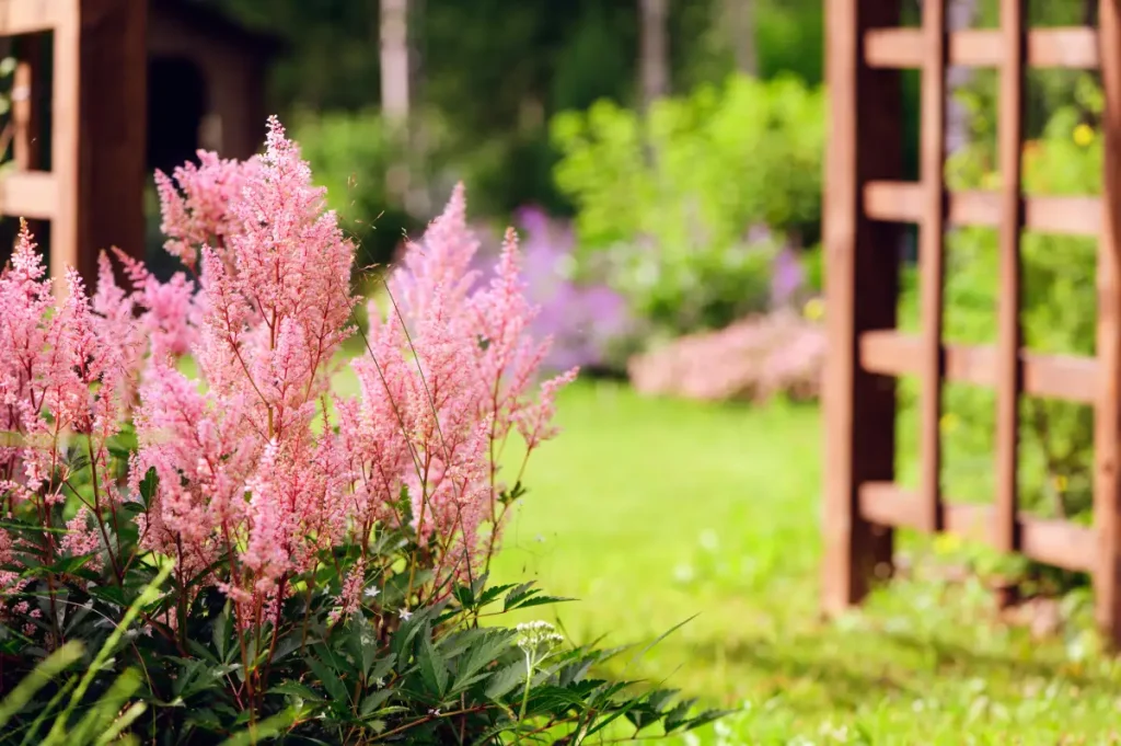 Pinke Astilbe