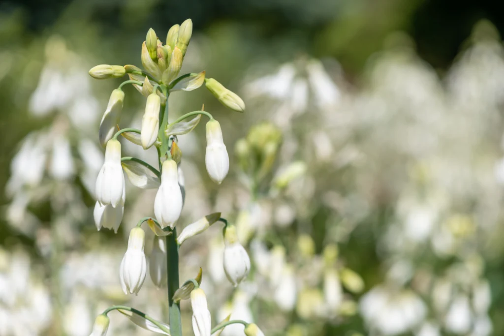Beet mit vielen Sommerhyazinthen Sommerhyazinthe pflanzen, pflegen und überwintern