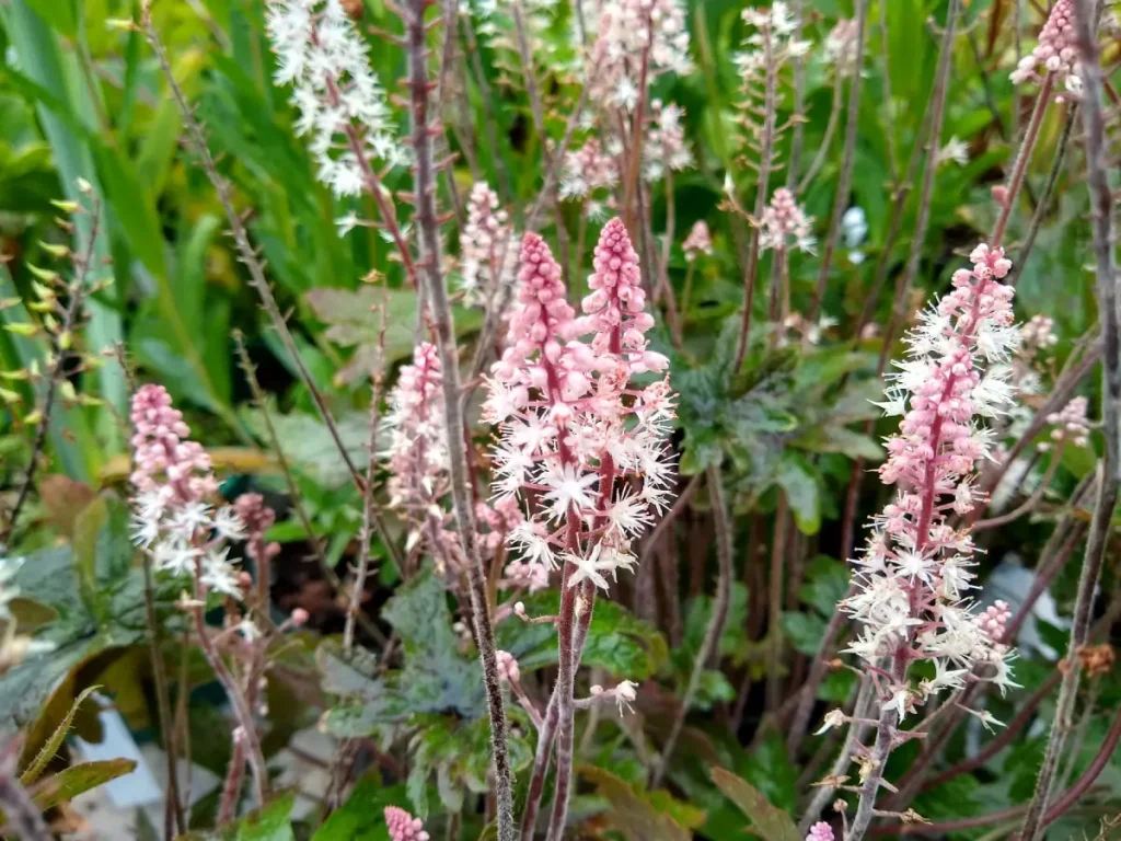 Schaumblüte Nahaufnahme